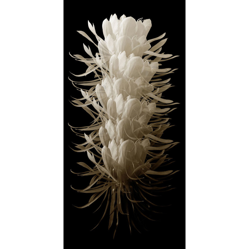 Cereus 2