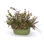 23 " Faux Mixed Assortment in Pot