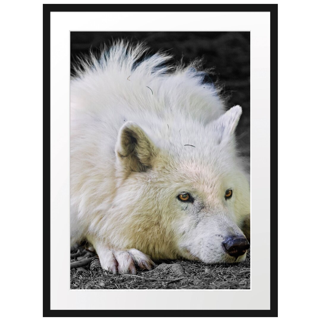 Gerahmtes Poster Ruhender Polarwolf