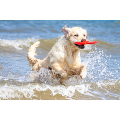 Golden Retriever - photographie sur toile tendue