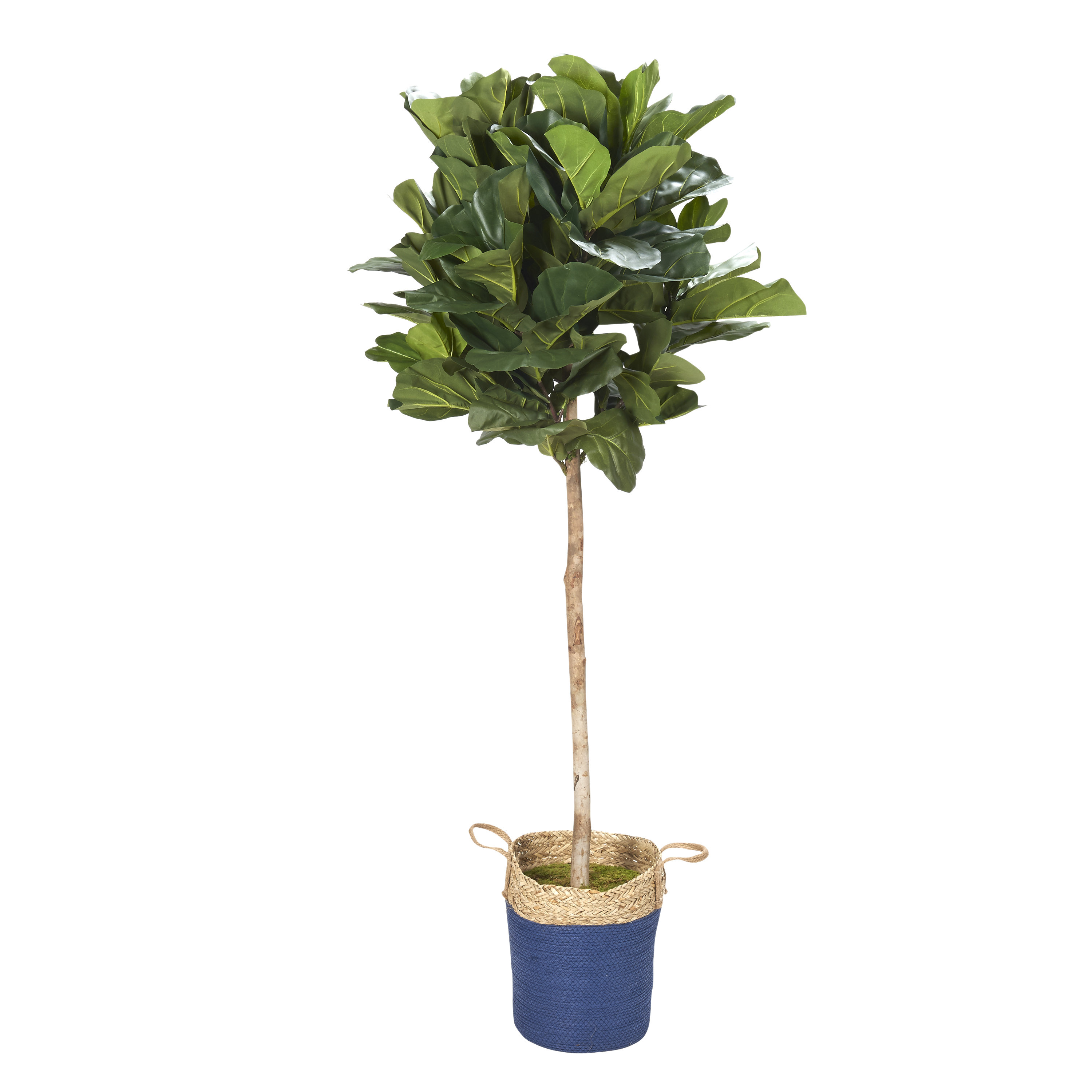Primrue 7' Fiddle Leaf Fig Tree In Round Blue And Tan Basket Wayfair
