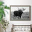 Grand Teton Bull Moose - Photographie de cadre photo sur toile-1661213455-1661213452