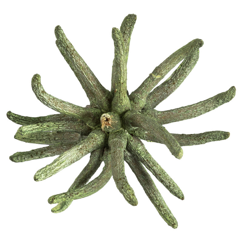 3-4" Spider Claws, Dried, Frosted Green