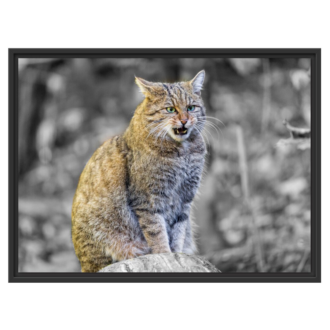 Gerahmtes Wandbild aufmerksame Manul auf Baumstamm