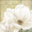 Magnolia I, impression sur toile-29172699-72785114-72785119