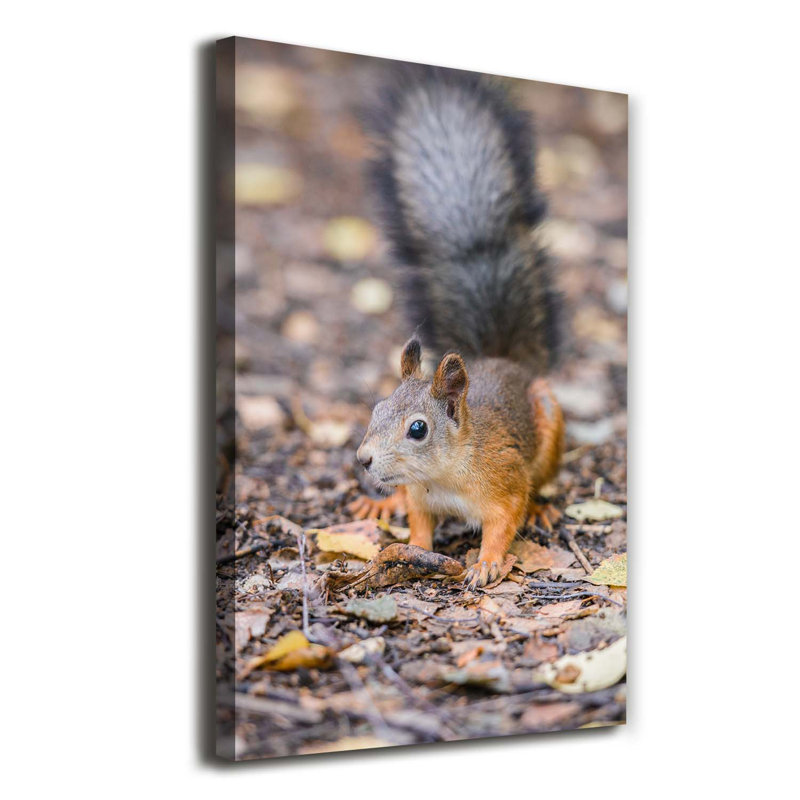 Squirrel In The Forest - Wrapped Canvas Print