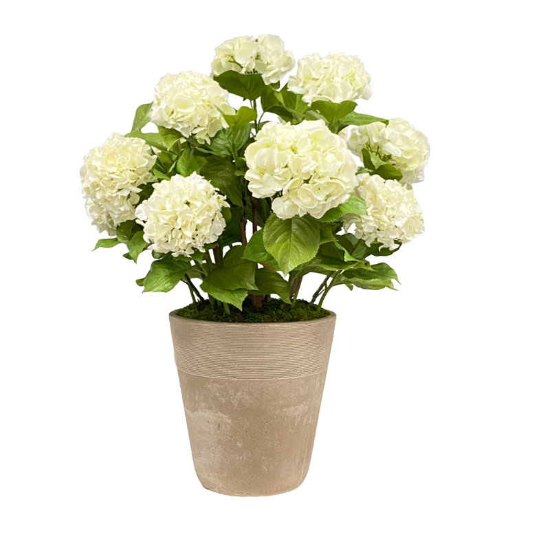 Hortensia en pot