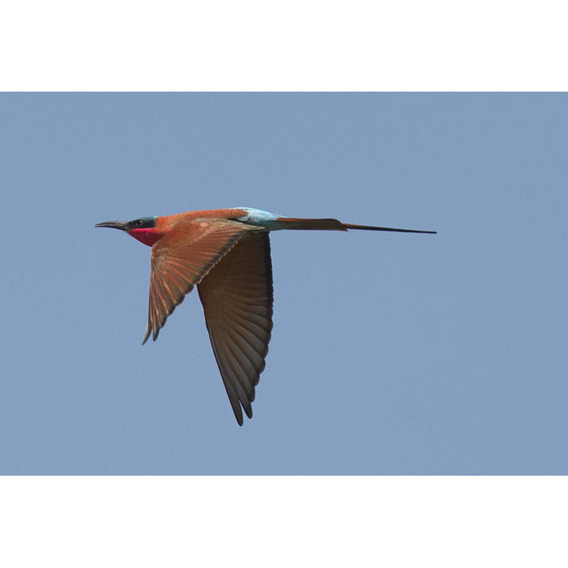 Carmine Bee Eater 1 Piece Wrapped Canvas Wall Art, 81cm H x 122cm W