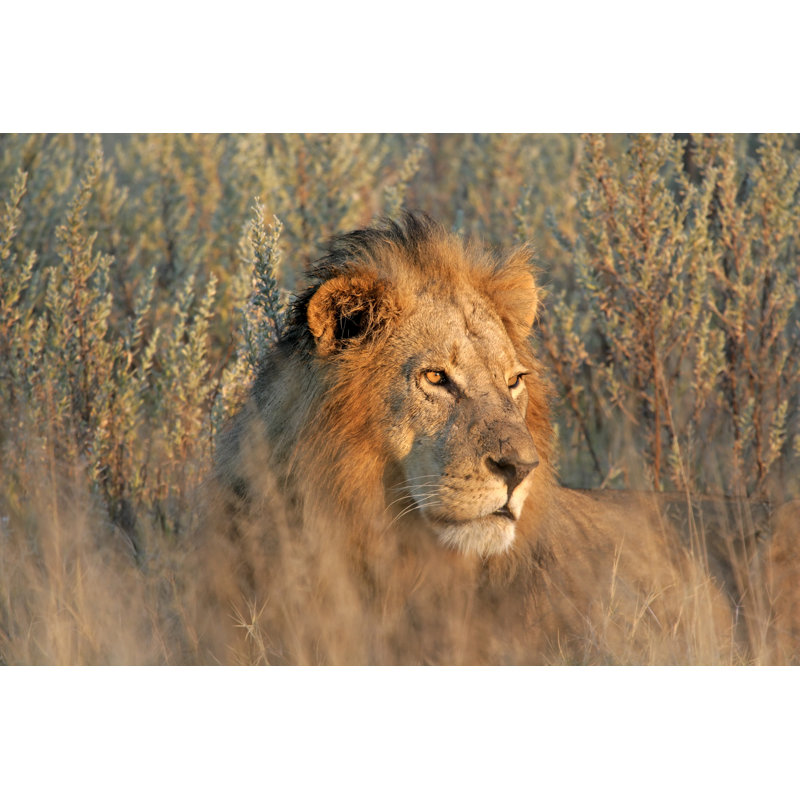 Male Lion At Sunset by Pjmalsbury - Wrapped Canvas Print, 61cm H x 91cm W x 3.8cm D