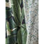 Hinson Icons Palm 100% Cotton Fabric