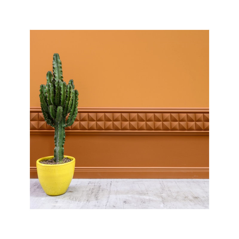 Duncanville 7cm H x 200cm W x 1.9cm D Urethane Crown
