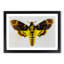 Deathshead Moth - Picture Frame Painting Print-55491287-55491288