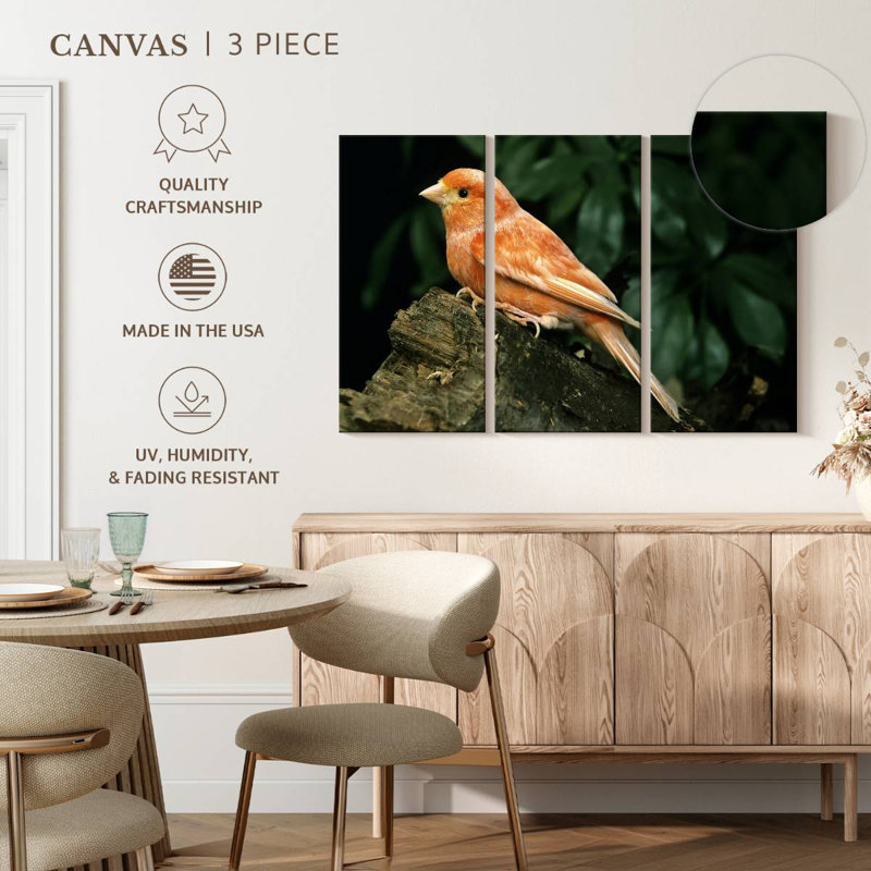 Canari rouge, H 36 po x l 57 po
