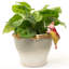 Cintre Beatrix Potter Pigling Bland Pot