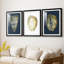 Coquille en feuille d'or I sur cobalt - reproduction sur mesure encadrée de qualité supérieure - 3 pièces-405913204-405913207