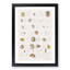 Types of Seashells PL. 3 by J.E. De Kay - Framed Print-55642416-55642412