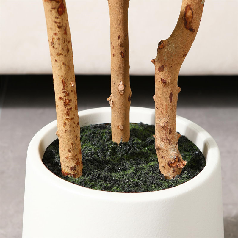 150cm Plant