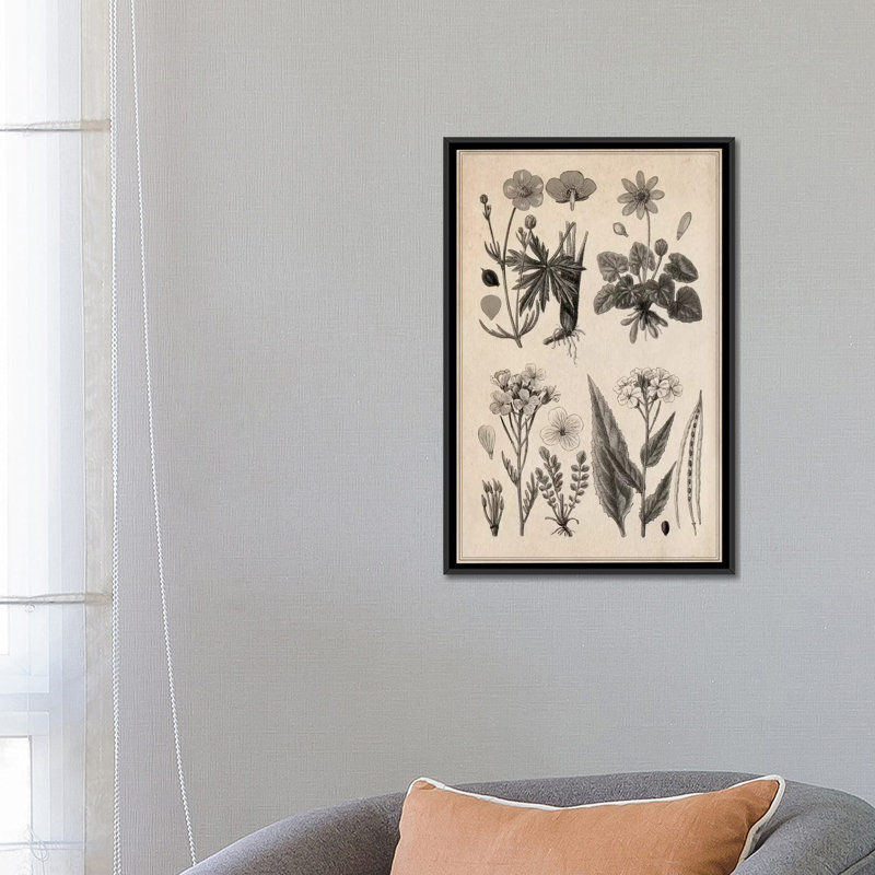 «New British Herbal Sketch», impression sur toile, H 26 po x l 18 po x P 1,5 po, Toile avec cadre noir, Pas de tapis