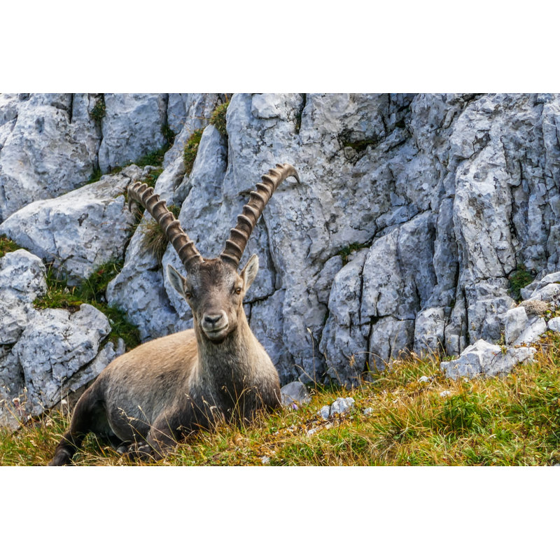 Ibex Sitting in Meadow 1 Piece Wrapped Canvas Wall Art, 20cm H x 30cm W x 3.8cm D