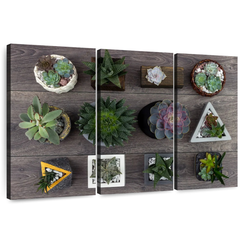 Harnek Assorted Succulents, 48" H x 74" W