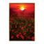 « chaleureux coucher de soleil » par marco carmassi-reproduction de photo-49715853-49715857