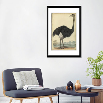 " The Ostrich " by PI Collection