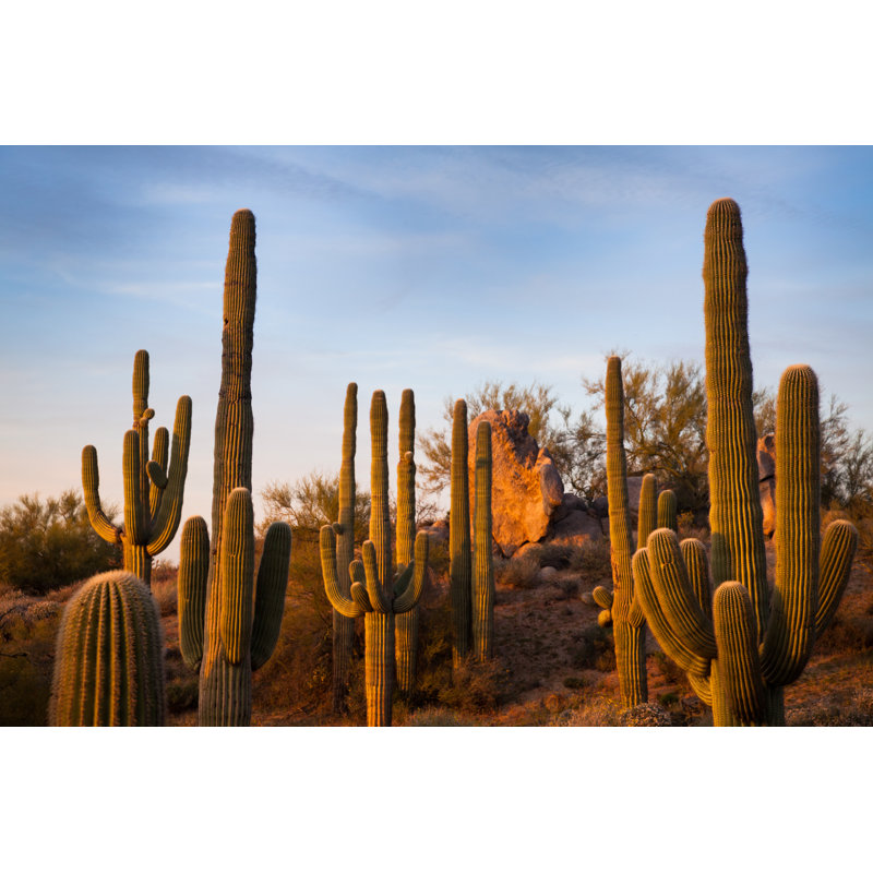 Saguaros in Arizona by Dougbennett, 24" H x 36" W