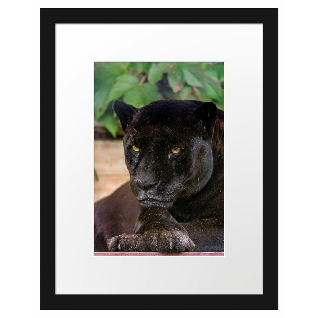 Schöner Black Panther" Gerahmtes Fotoposter