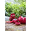 Tomato Earthenware Salad Bowl