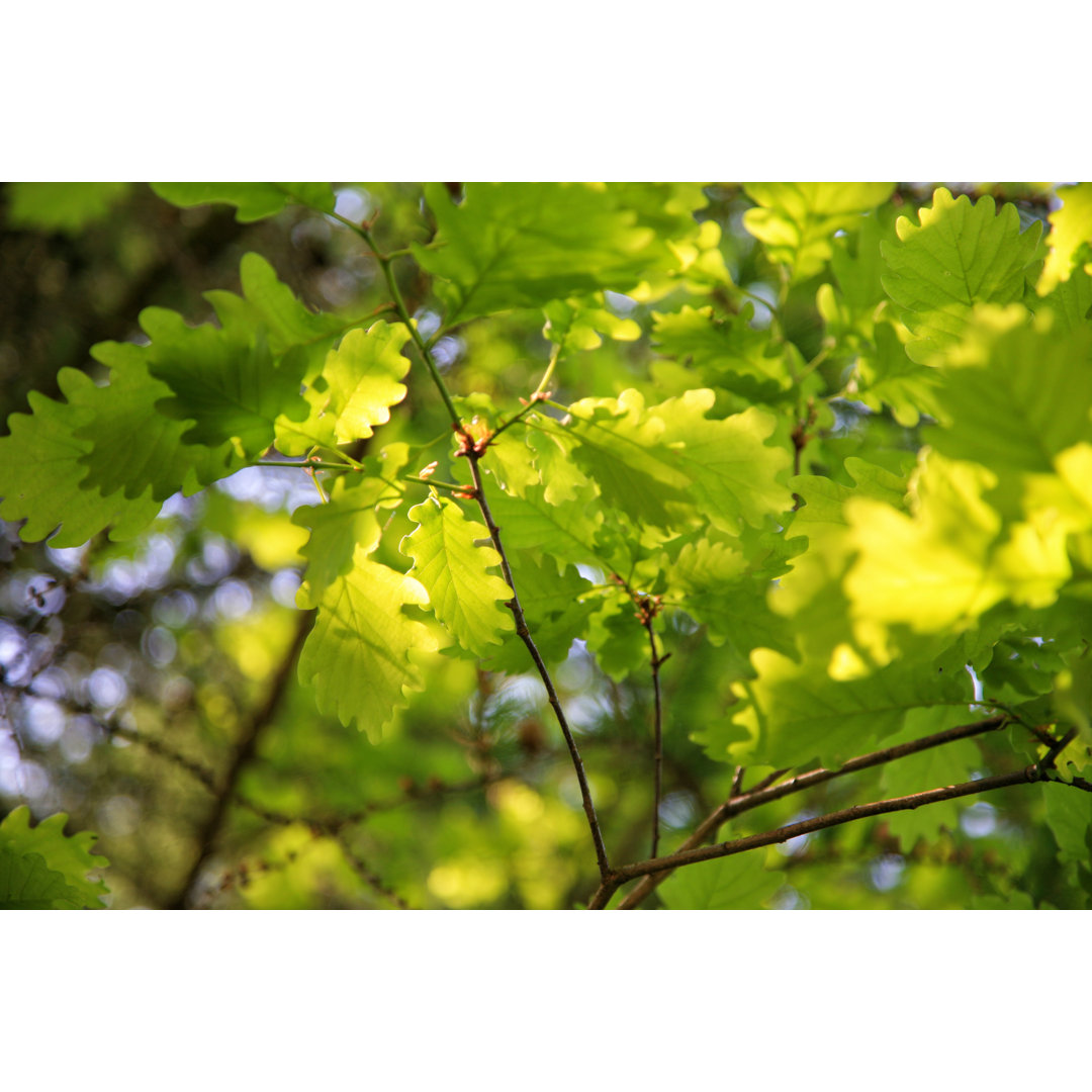 Fresh Oak Tree Leaves von Aloha_17 - Kunstdrucke auf Leinwand ohne Rahmen