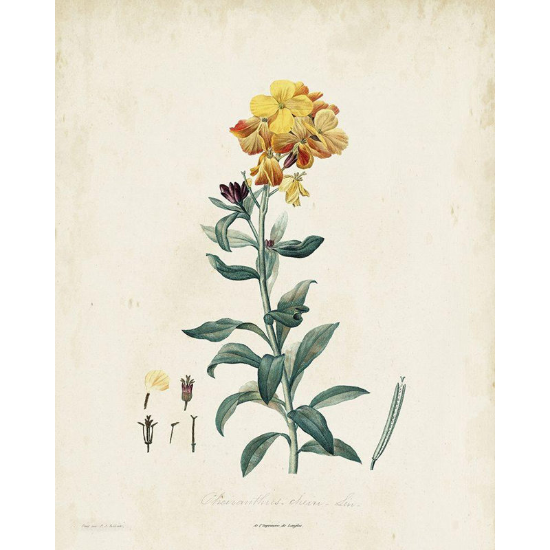 Art sur toile tendue Astoria Grand de Langlois, Traditional Botanical III, H 34 po x l 28 po