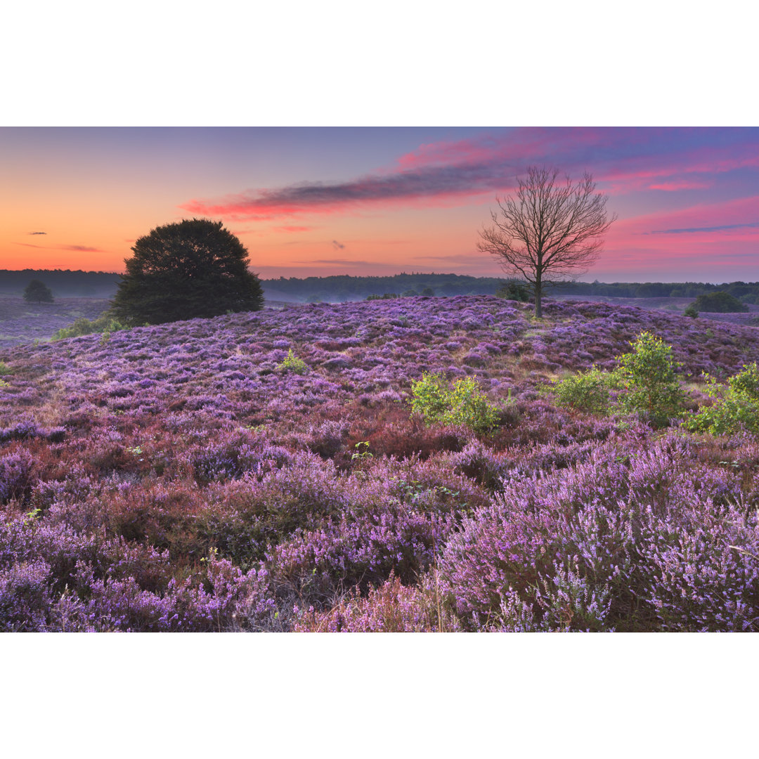 Blooming Heather At Dawn von Sarawinter - Leinwandbild