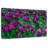 Alvord Violet Tulips