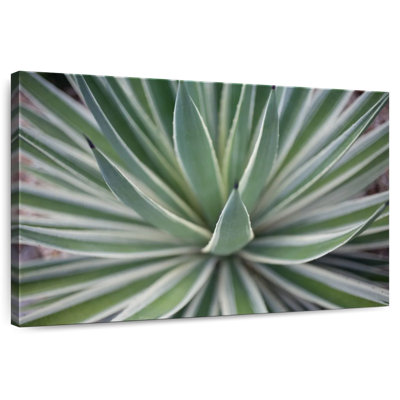 Harnek Where The Cactus Grows II