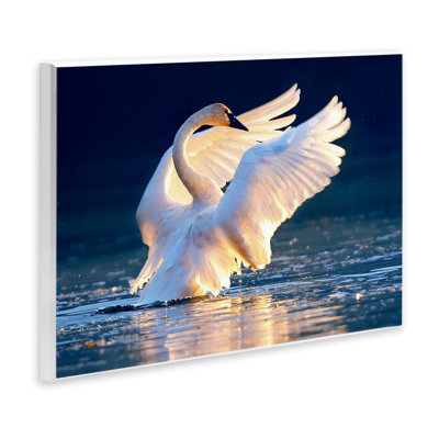 «Sunset Symphony Swan» par Shane Lamb