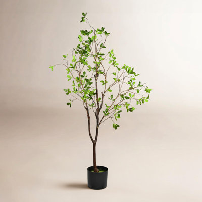 Milan Leaf Tree in Pot