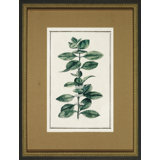 Vintage Botanical Sketch III Print