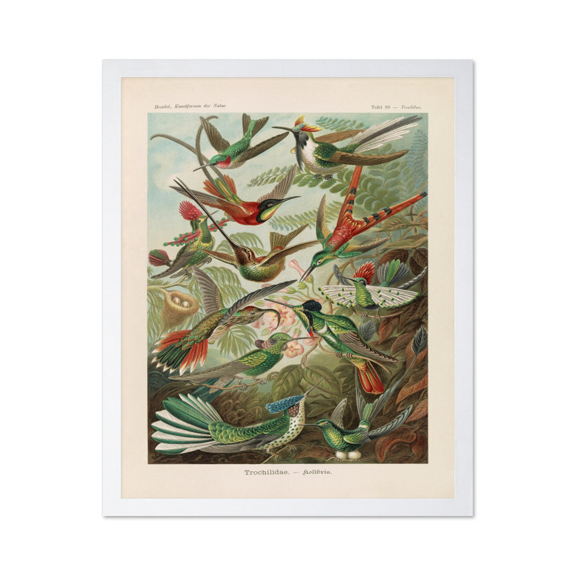 Ernst Haeckel - Colibri, Poster, White Framed, 11"H x 14"W
