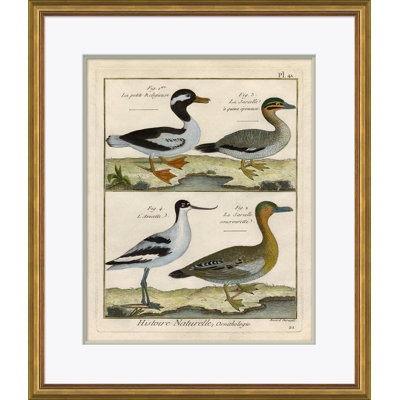 18th Century Parakeet Engravings Giclee Print