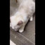 Lit de repos 2 en 1 à double couche pour chat avec boules de jeu