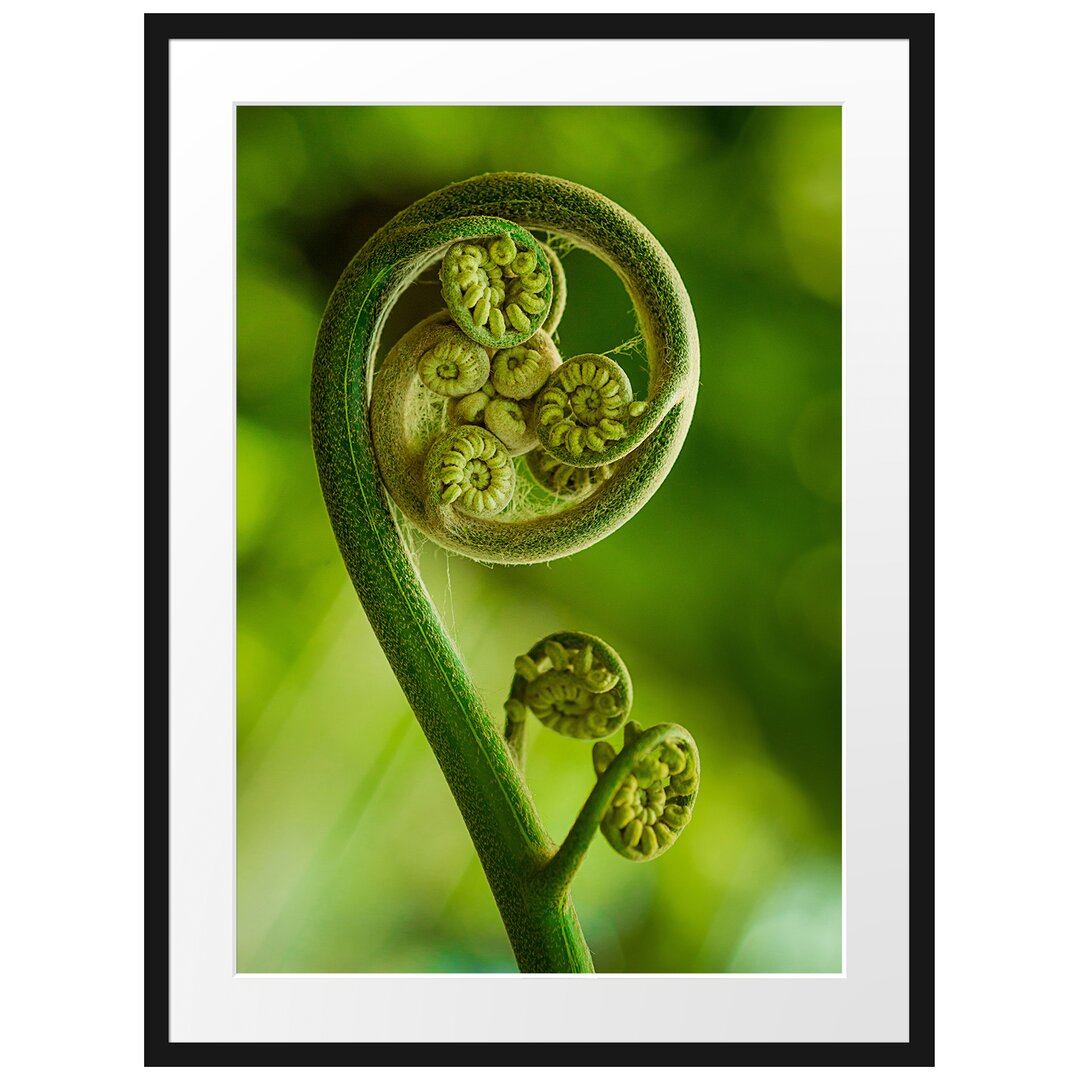 Gerahmtes Poster Blatt von einer Farne im Wald