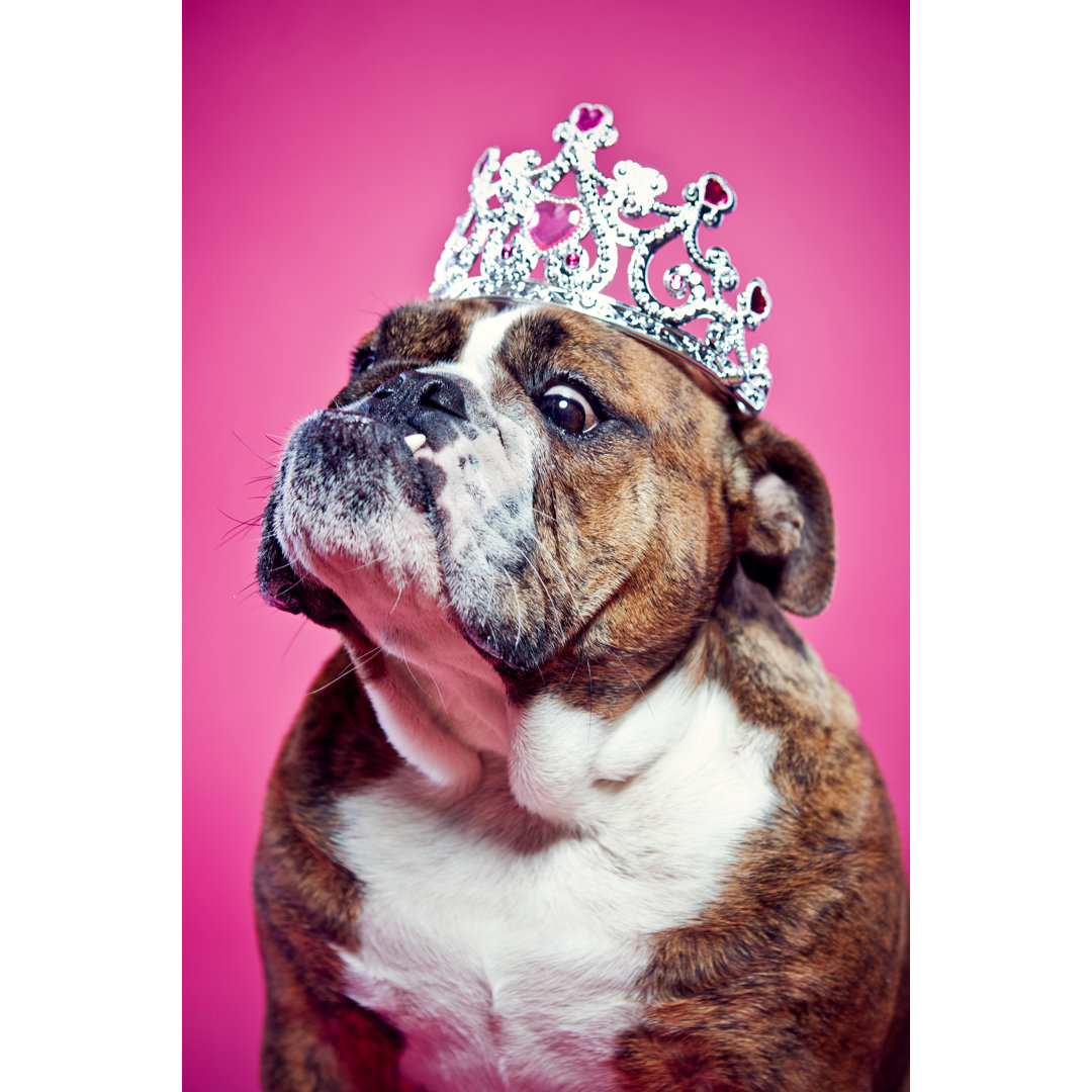 Britische Bulldogge Pink Princess von RyanJLane - Leinwandbild