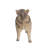 Wild Baby Boar Standing