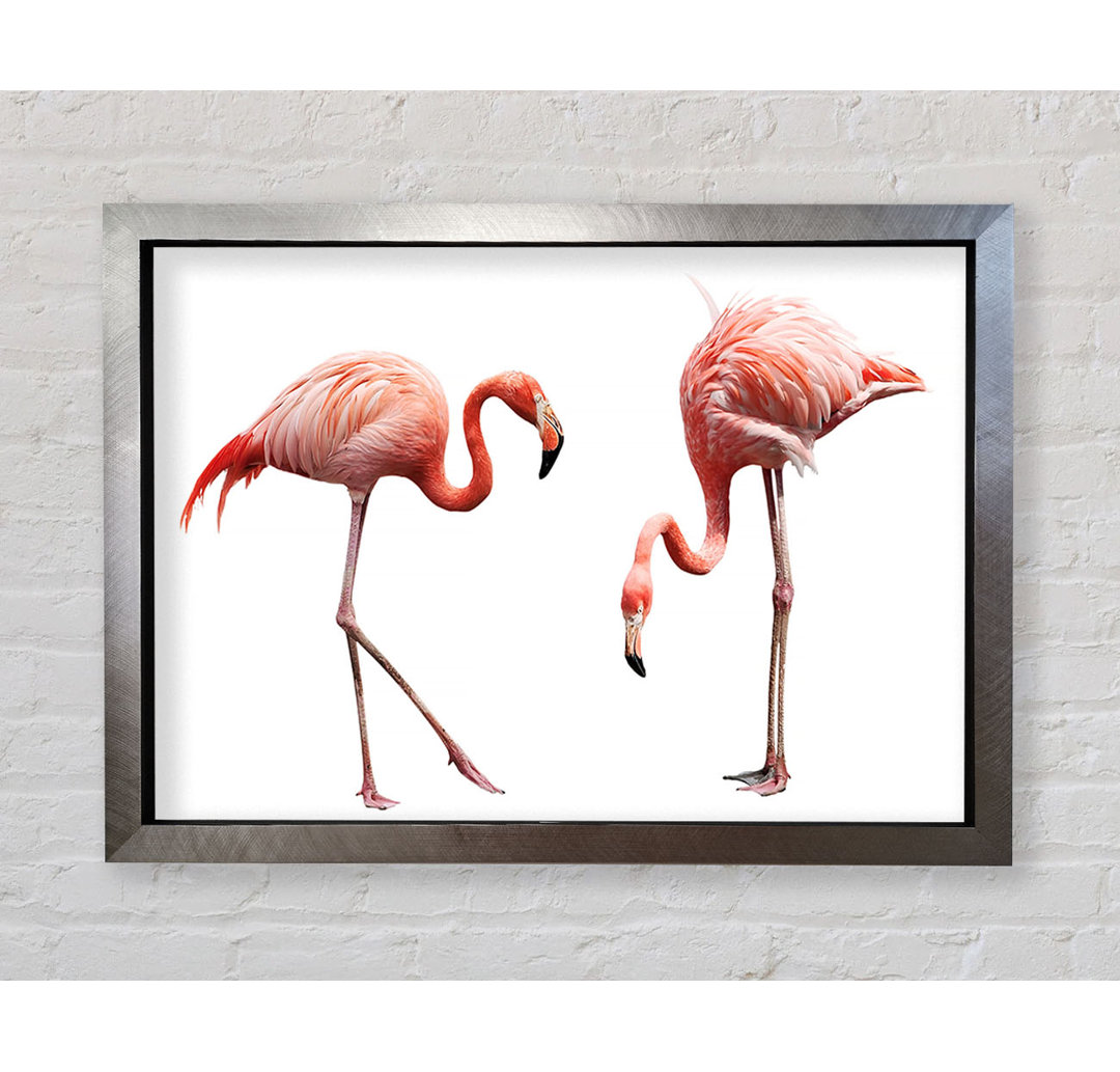 Finis Pink Flamingo Duo Gerahmter Druck Wandkunst