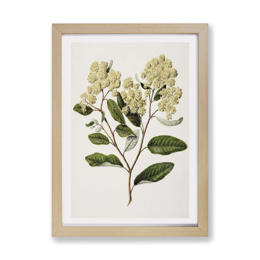Kumarahou Flowers by Sarah Featon - Framed Print