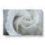 White Rose - Wrapped Canvas Painting-56644888