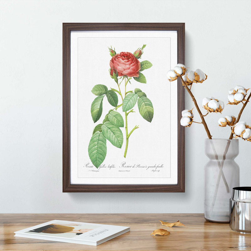 Red Gallic Rose by Pierre-Joseph Redoute - Picture Frame Painting Print, 36cm H x 27cm W x 2cm D, Walnut Framed