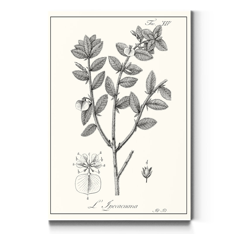 «Antique Black and White Botanical», reproduction d'art sur toile tendue, H 27 po x l 18 po x P 1 po