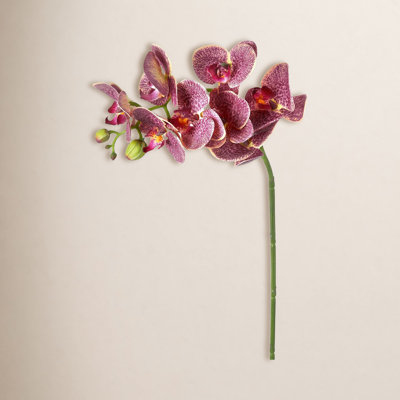Phalaenopsis Orchid Stems