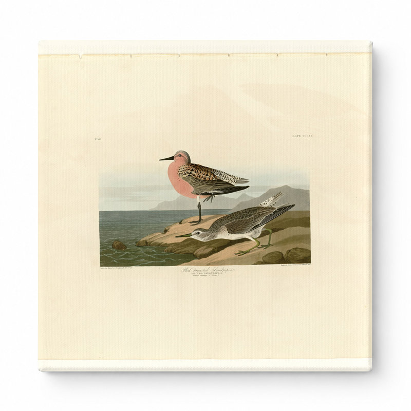 Bécasseau à poitrine rousse, plaque 31 (1835) - art mural carré sur toile, 12" W x 12" H